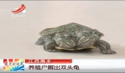 Rùa sơ sinh hai đầu ở Trung Quốc
