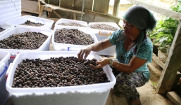 Bán sim rừng, thu 300.000 đồng/ngày