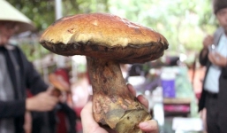 Nửa triệu đồng một cân nấm gan bò Đà Lạt