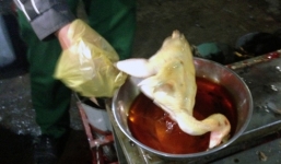 Phát hiện cơ sở dùng hóa chất để nhuộm màu gà