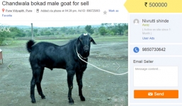 Bán cừu, dê qua Internet - Ấn Độ phát triển bán hàng trực tuyến