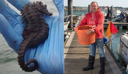 Bắt được cá ngựa lớn nhất thế giới ở Anh