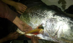 Vì sao cá sủ vàng có giá tiền tỷ?