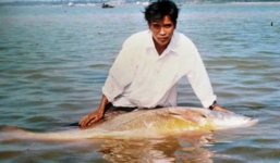 Ngư dân bắt được cá 'lạ' nghi cá Sủ Vàng có giá khoảng 1 tỷ đồng