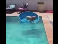Clip: Chú chó thông minh dùng chậu làm thuyền 