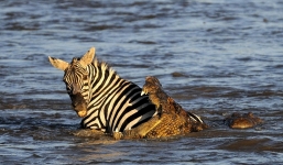 Ngựa vằn chết thảm vì bị 'sát thủ đầm lầy' tấn công tập thể