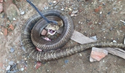 Người dân vây bắt ổ rắn hổ mang 'khủng' ngay giữa Hà Nội