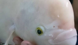 Xuất hiện “thủy quái bạch tạng” tại hồ Tây