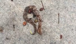 Video rắn hổ mang bị xe nghiền nát vẫn động đậy kỳ lạ