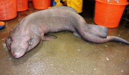 Bắt được 'thủy quái' cá mập hiếm thấy nặng 60kg