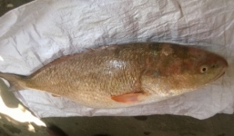 Cá lạ nghi sủ vàng tiền tỷ được bán với 10 triệu đồng