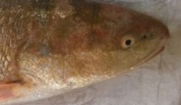 Cá lạ ở Bình Định không phải cá Sủ vàng