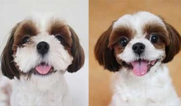 Chi nghìn USD phẫu thuật thẩm mỹ cho … chó