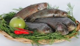 Những thực phẩm giúp hỗ trợ và tăng cường trí nhớ