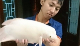 'Quái ngư' ở Hồ Tây là cá thần tài