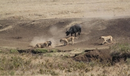  Video trâu mẹ húc bay sư tử giải cứu con 