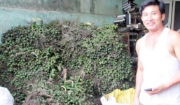 Thu gần 1 tỷ đồng nhờ bán cau