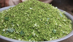 Hoa hòe và bài thuốc tuyệt vời đối với sức khỏe