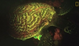 Phát hiện rùa biển tự phát sáng cực hiếm ở Thái Bình Dương