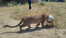 Video dùng súng phi tiêu giải cứu báo hoang bị kẹt đầu trong nồi