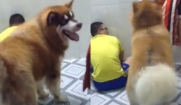 Chú chó 'khổng lồ' bênh chủ khi bị vợ 'đánh'