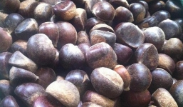 Thu tiền tỉ từ rừng dẻ gần trăm năm tuổi