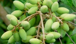 Trái cây rừng gây sốt thị trường Hà Nội