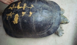 Đổ xô xem 'cụ rùa' hơn trăm tuổi, có hình thù kỳ lạ ở Nghệ An