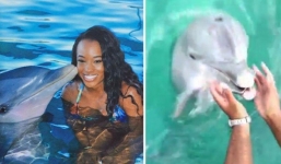 Iphone bị rơi xuống biển được cá heo nhặt giúp