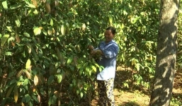 “Thuần hóa” rau rừng thu lãi 40 triệu đồng/năm