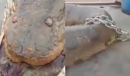 Video: Rắn khổng lồ bị trói bằng xích trên ô tô tải