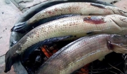 Hai trẻ nhỏ bị tử vong sau khi ăn cá lóc nướng