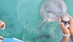 Làm rơi điện thoại xuống biển, cá heo tìm trả lại