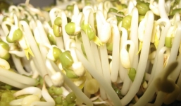 Giá đỗ và những lưu ý cần biết khi ăn