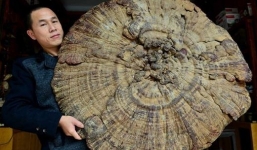 Vì sao nấm linh chi Thái Sơn giá 22 nghìn tỷ/25kg