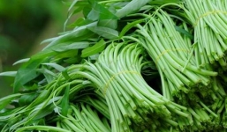 Rau muống và những lợi ích bất ngờ