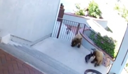 Video chó nhà hung hãn rượt đuổi gấu hoang chạy thục mạng