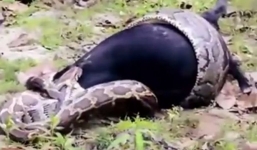 Video: Giải cứu dê núi bị trăn khổng lồ siết chặt