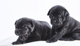 Chó Phú Quốc giá 340 triệu/con ở trời Tây