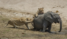Voi mẹ gào thét tuyệt vọng nhìn đàn sư tử đói xẻ thịt con