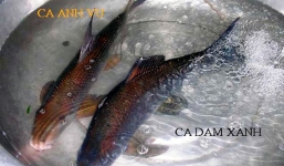 Đại gia mất tiền triệu vì cá anh vũ, vi cá mập giả