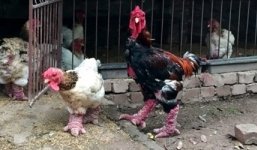 Thực hư thương lái Trung Quốc ồ ạt mua gà Đông Tảo giá cao