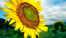 Hoa hướng dương và bài thuốc chữa bệnh hiệu quả