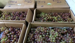 25.000 đồng/kg nho Trung Quốc đội lốt nho Ninh Thuận 