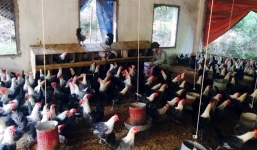 Ông chủ trẻ nuôi gà đẻ trứng, thu 30 triệu/ ngày