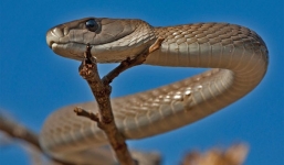 Rắn đen Mamba - 'sát thủ trên cạn' giết hàng nghìn người mỗi năm