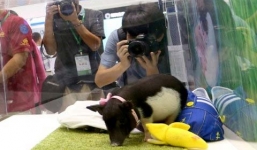 Lợn mini biến đổi gen Trung Quốc giá 36 triệu đồng/con