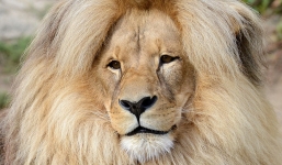 Thú vị với hình ảnh 'vua' sư tử có 'mái tóc' phong cách thu hút tại sở thú