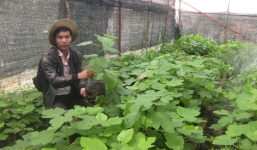 Sung Mỹ nửa triệu/cây, không có hàng để bán