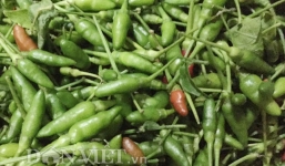 Bà nội trợ Việt săn ớt xiêm rừng 250 nghìn đồng/kg